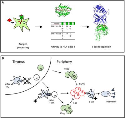 Specificity of the T Cell Response to Protein Biopharmaceuticals